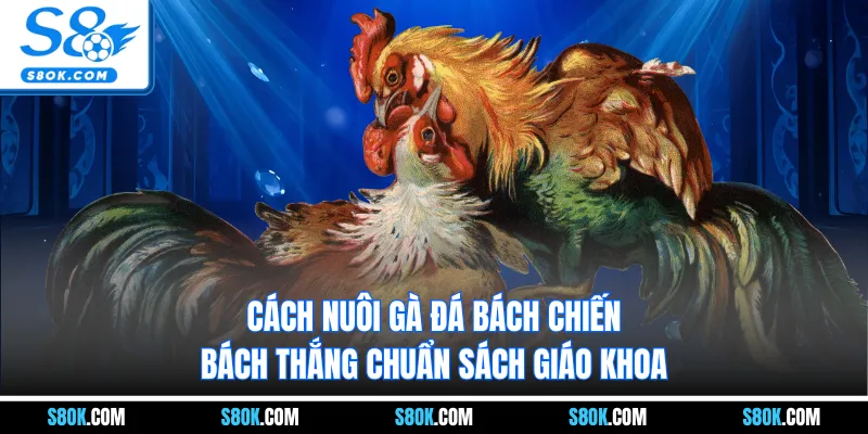 Cách Nuôi Gà Đá Bách Chiến Bách Thắng Chuẩn Sách Giáo Khoa