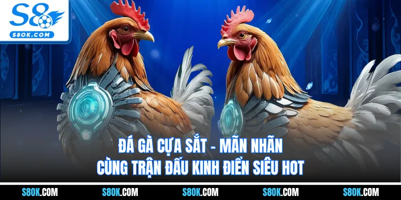 Đá Gà Cựa Sắt - Mãn Nhãn Cùng Trận Đấu Kinh Điển Siêu Hot