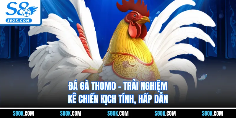 Đá Gà Thomo S8 - Trải Nghiệm Kê Chiến Kịch Tính, Hấp Dẫn