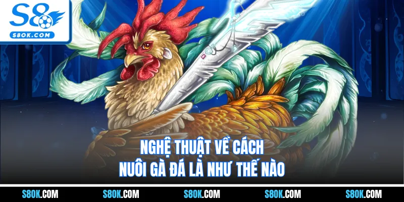 Nghệ thuật về cách nuôi gà đá là như thế nào