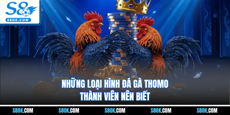 Những loại hình đá gà Thomo S8 thành viên nên biết