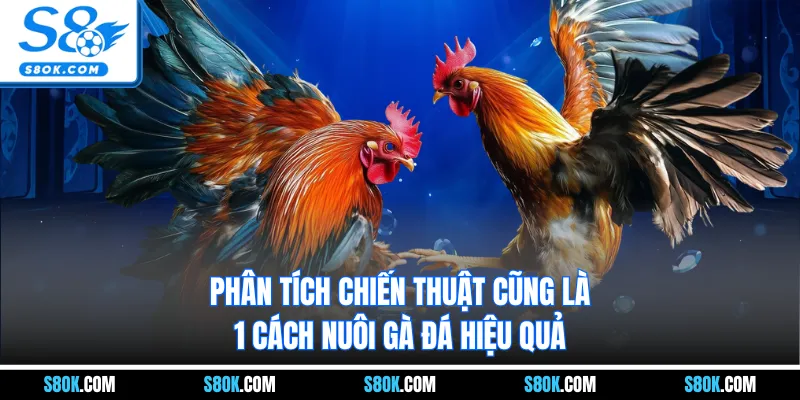 Phân tích chiến thuật cũng là 1 cách nuôi gà đá hiệu quả