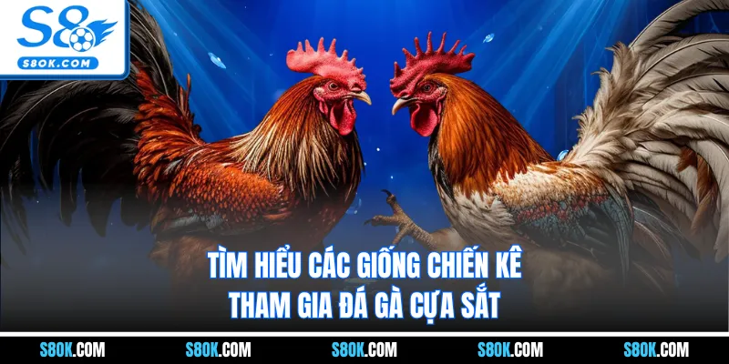Tìm hiểu các giống chiến kê tham gia đá gà cựa sắt 